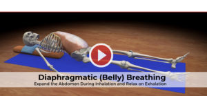 Bhanda Diaphragmatic (Belly) Breathing