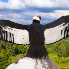 Andean condor (Vultur gryphus)  in wildness area